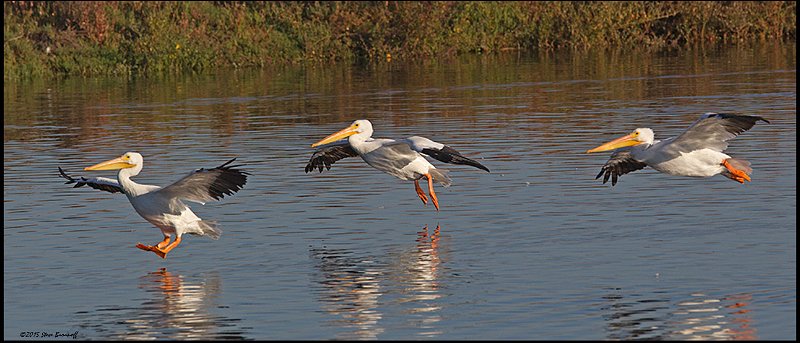 _5SB5128 american white pelicans.jpg